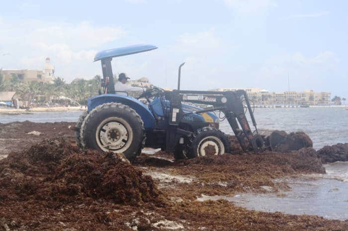 Mueren tortugas por uso de maquinaria pesada