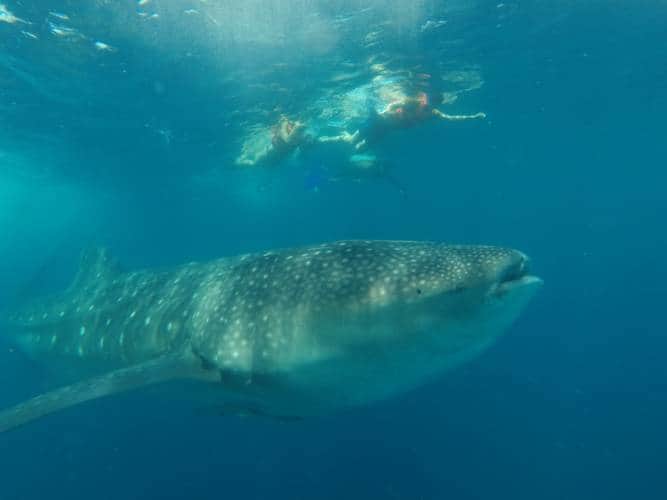 Crece la presencia del tiburón ballena
