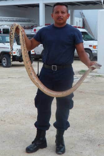 Buzos capturan una boa en el agua