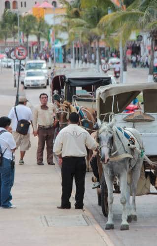 Advierten cero tolerancia al maltrato de caballos