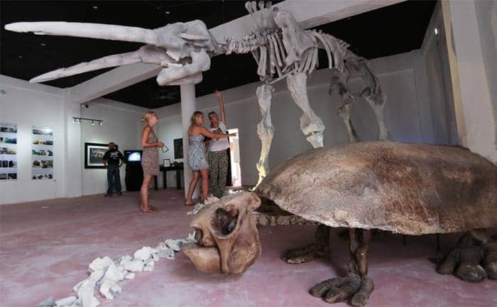 Naturalista playense dará plática en Cancún