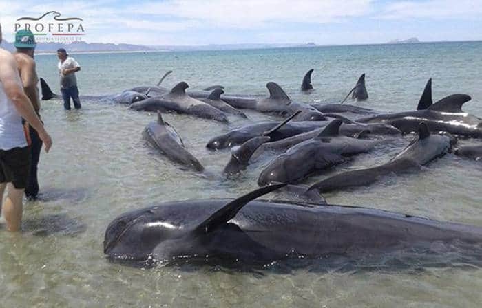 Mueren 24 ballenas varadas en Baja California