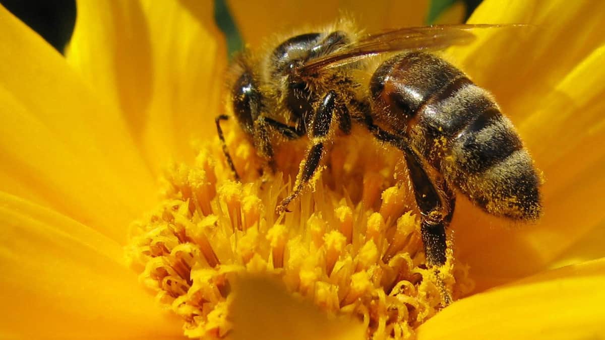 Alerta por muerte de abejas