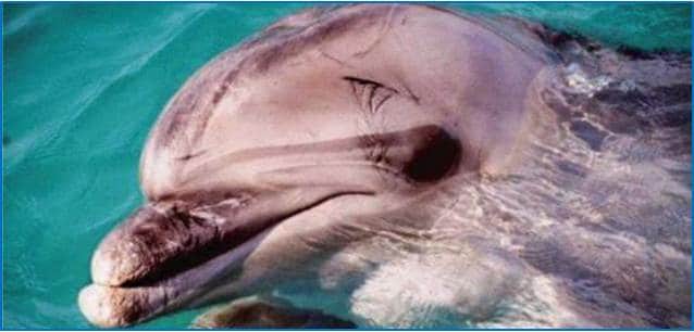 Impulsa el Partido Verde cierre de los delfinarios