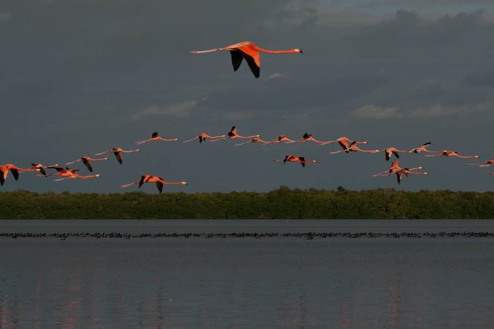 ROMPE RÉCORD ANILLAMIENTO DE FLAMENCOS ROSADOS EN YUCATÁN