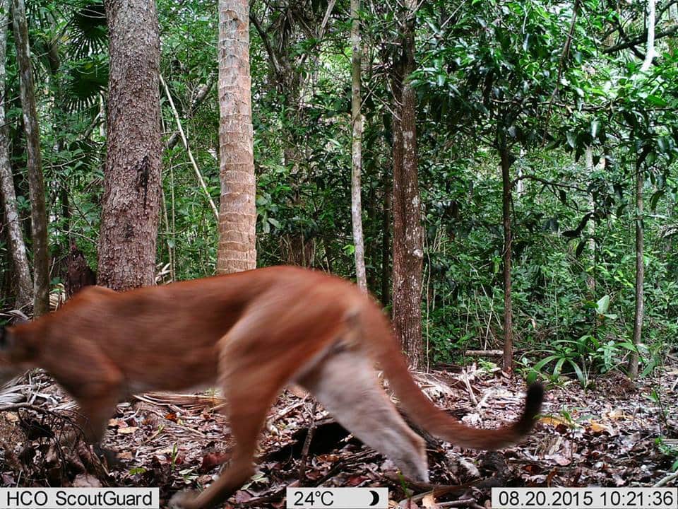 Monitorean presencia de grandes felinos en Uxuxubi