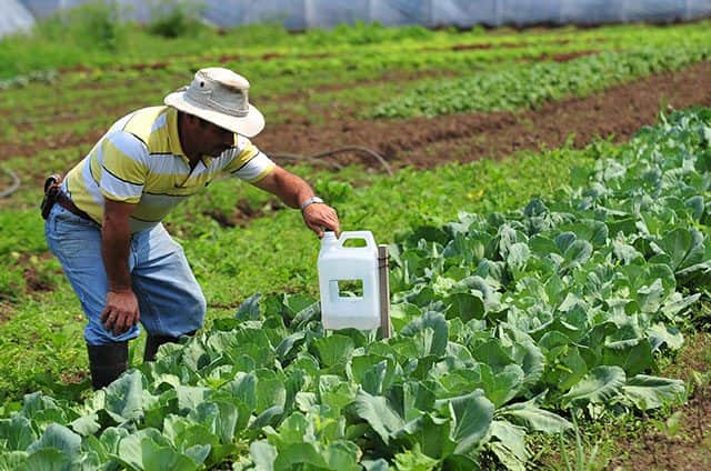 Proyectos productivos del campo de Quintana Roo atraen el interés en dependencias federales