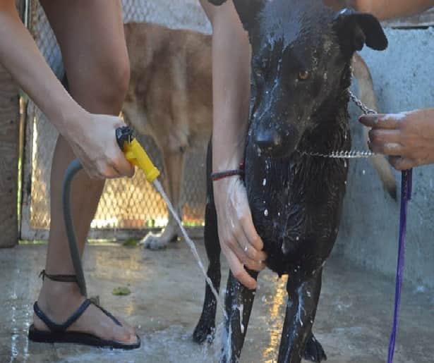 Fundación De Marco se preocupa por el bienestar animal