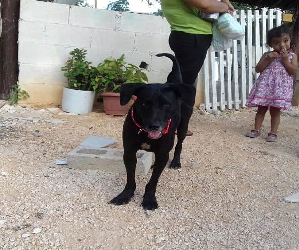 SOS El Arca realiza una titánica labor en el bienestar animal