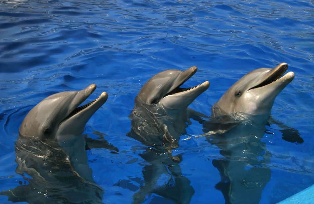 Adiós delfinarios, publican decreto que prohíbe este tipo de espectáculos