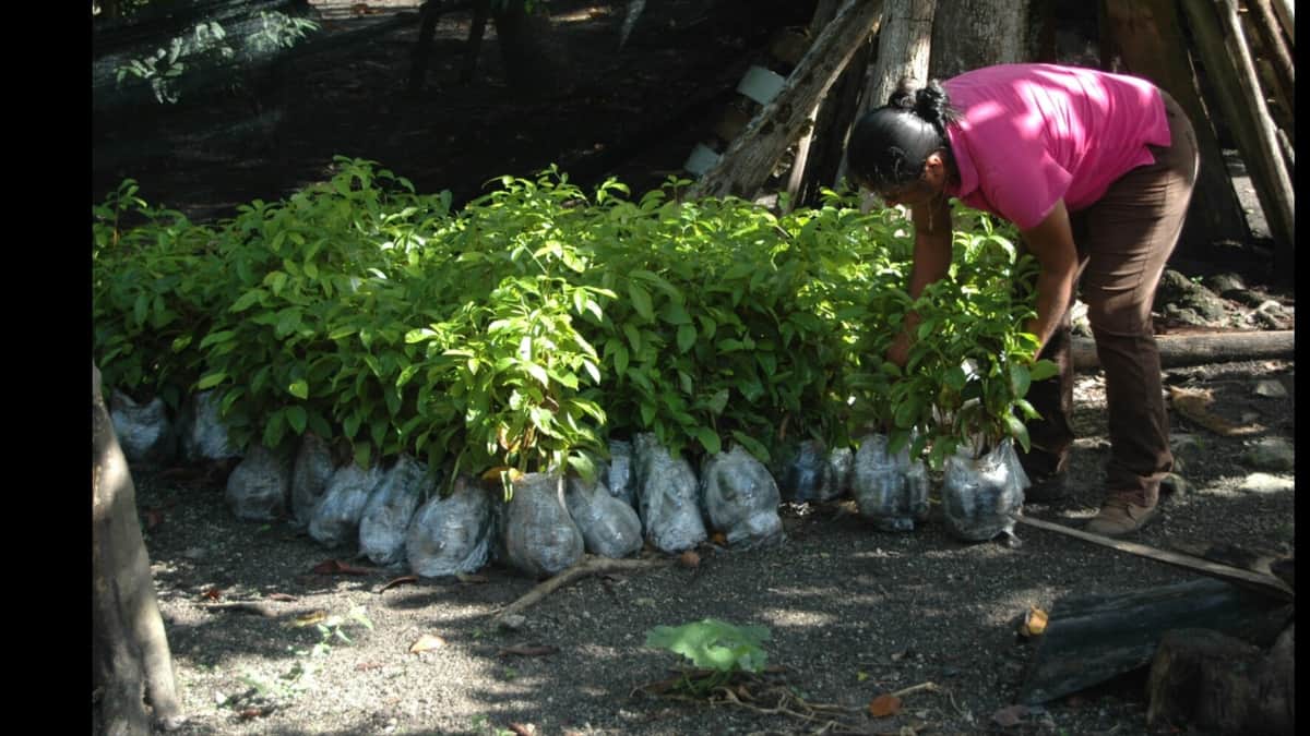 59.7 millones de pesos para reforestar en Quintana Roo durante el 2017