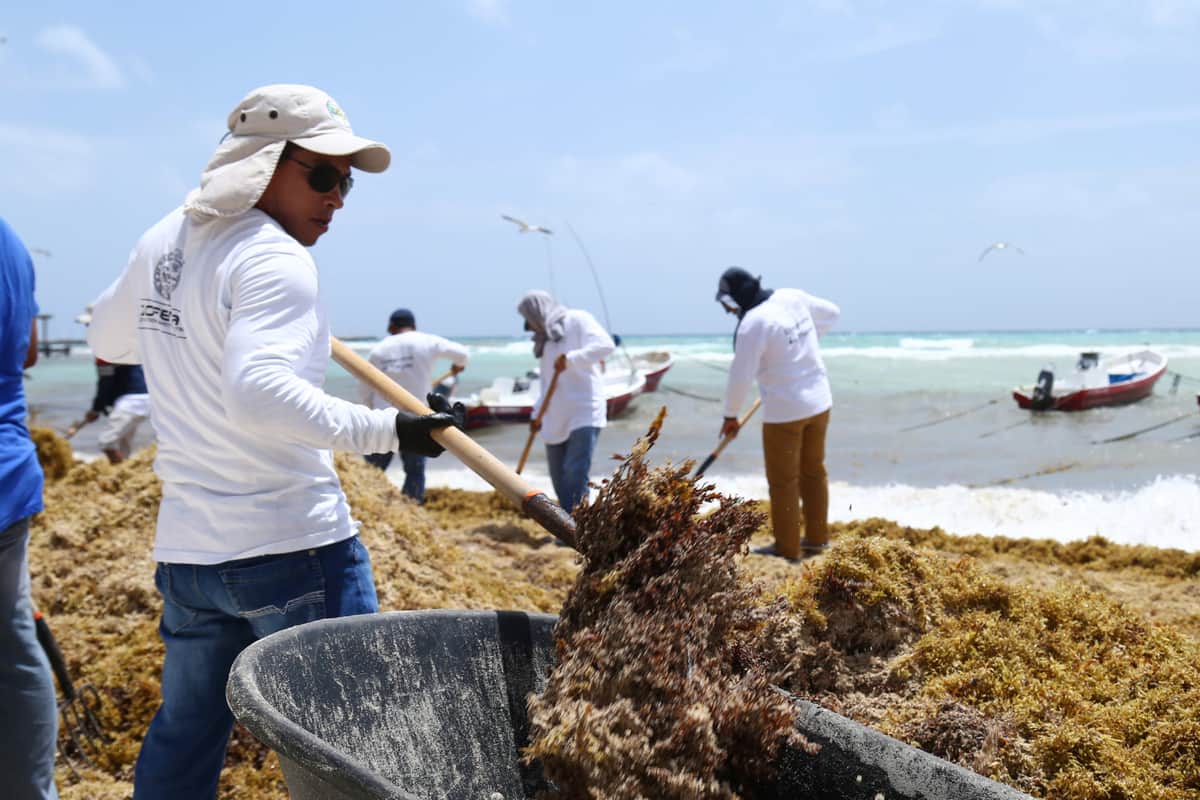 Dan empleo temporal para remover sargazo