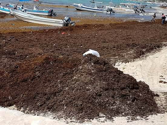 Esto dice la ciencia sobre el impacto del sargazo en el Caribe