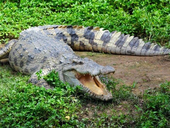 Video capta a turista pateando a un cocodrilo en peligro de extinción