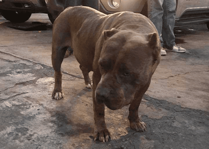Indignante caso de tortura a perrita en Tijuana