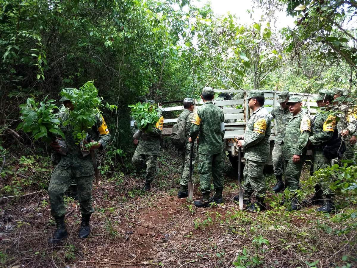 Reforestan CONAFOR y SEDENA con 24 mil plantas en Quintana Roo