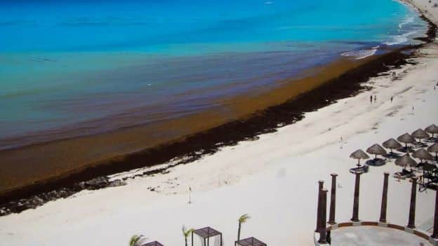 Así han respondido gobierno y ciudadanía ante la llegada del sargazo