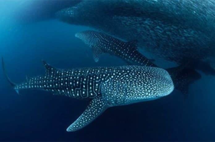 Constata PROFEPA cumplimiento en zona de avistamiento de tiburón ballena