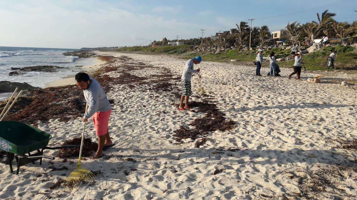 Retiran dos toneladas y media de sargazo en Isla Mujeres