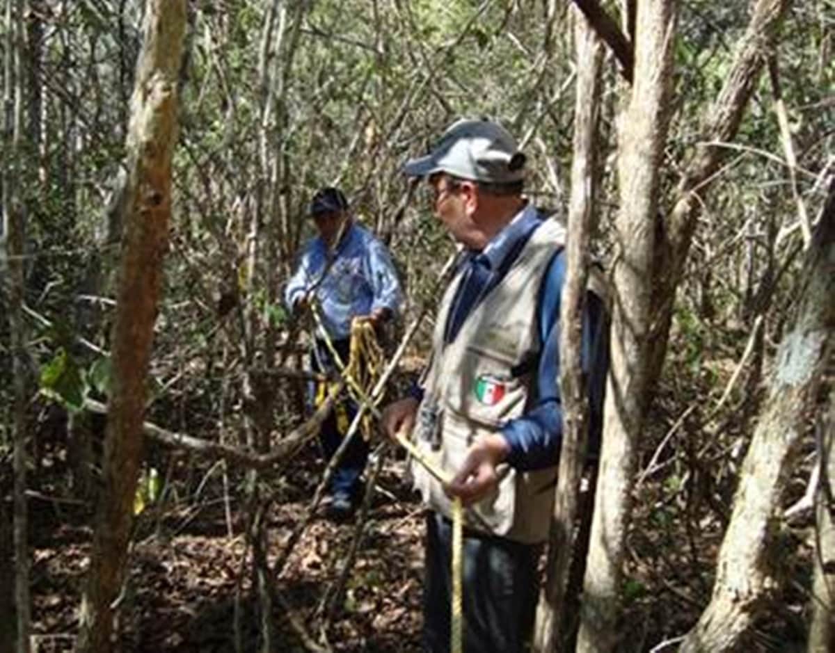 Inspecciona Profepa un terreno en Lázaro Cárdenas que no contaba con permisos de remoción vegetal