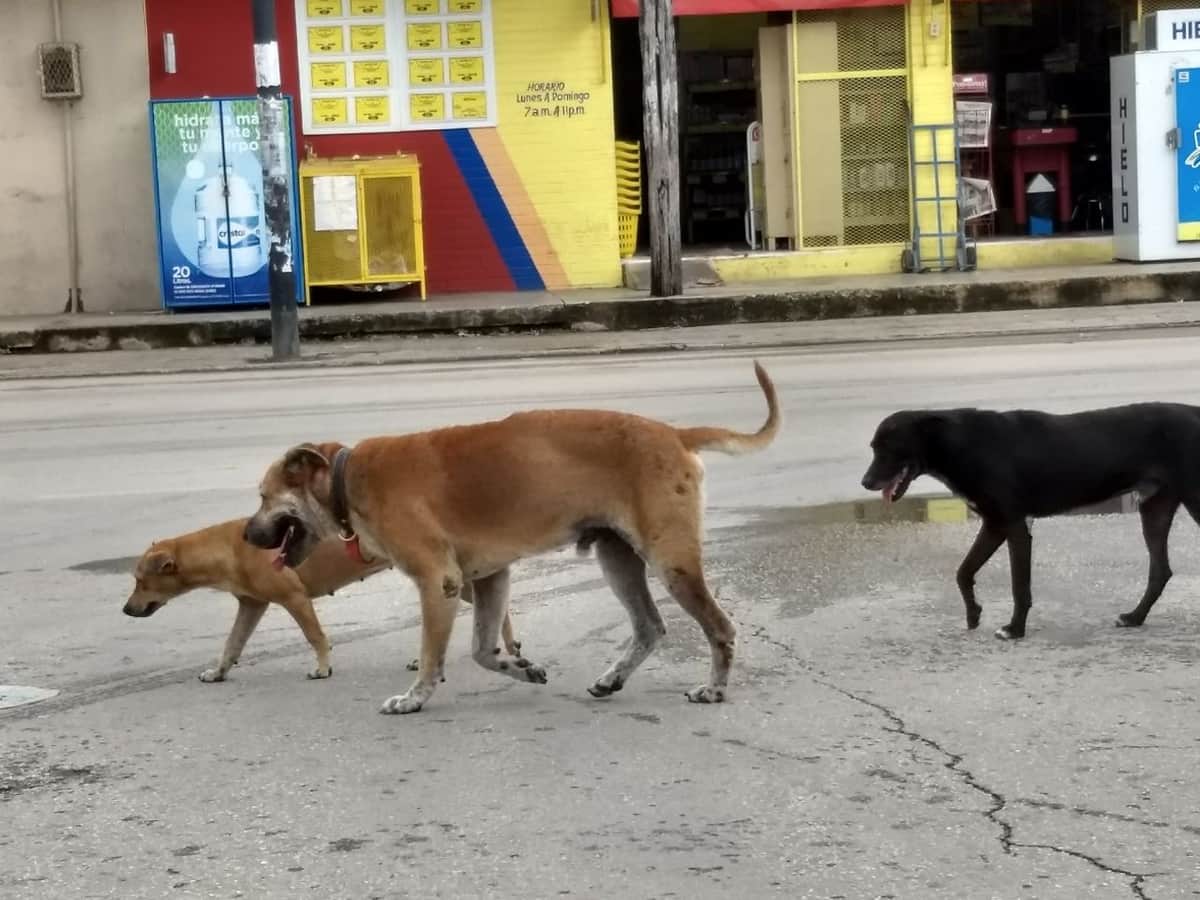 Perros callejeros salvan a bebé que se encontraba en el drenaje.