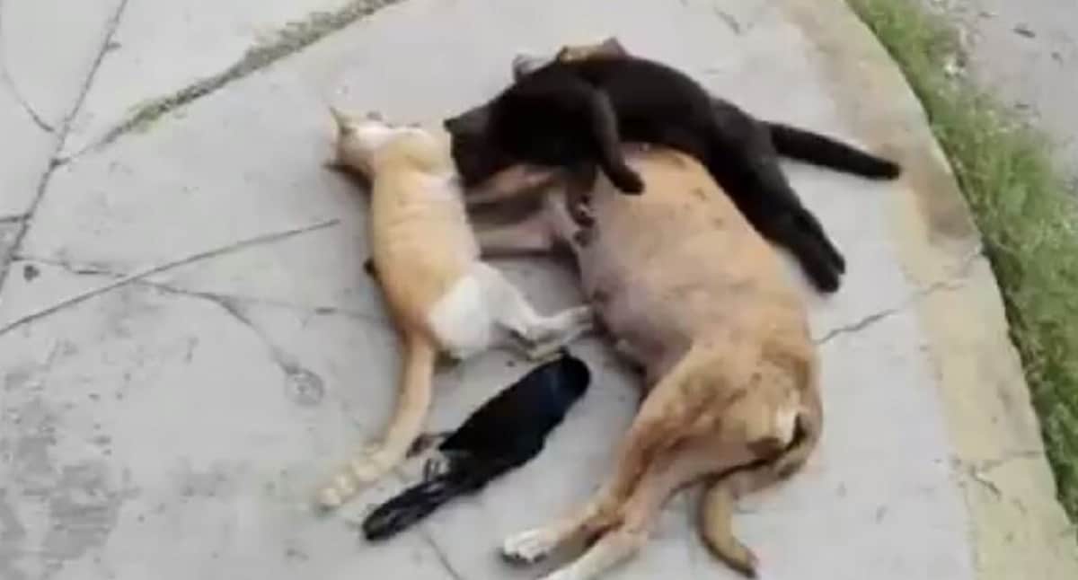 Vileza repugnante, envenenan a indefensos animalitos en Payo Obispo II