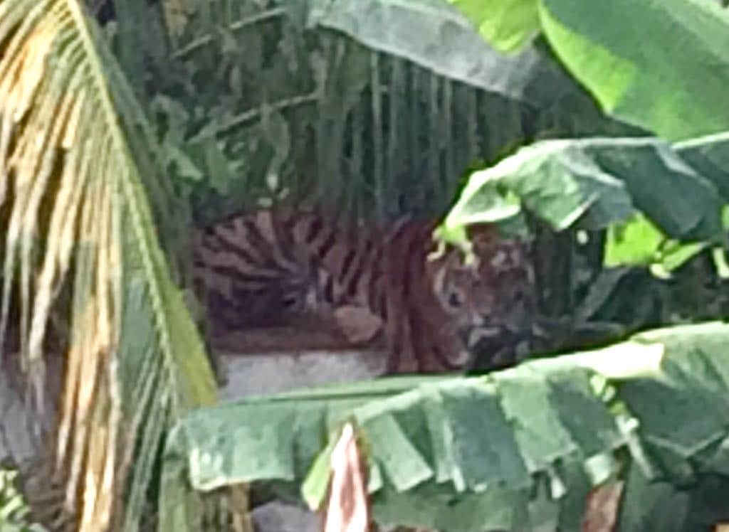 Capturan a tigre fugado en Chetumal