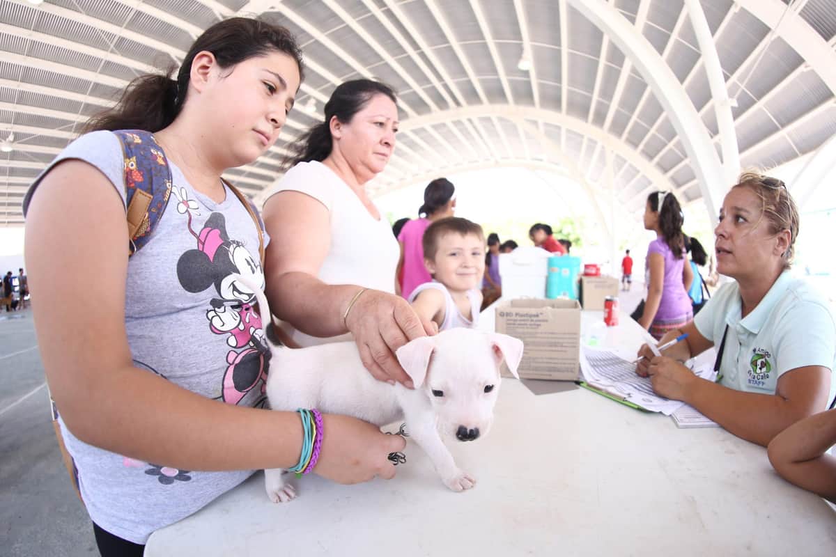Entrega CEBIAM más de 150 perros y gatos en adopción durante 2017