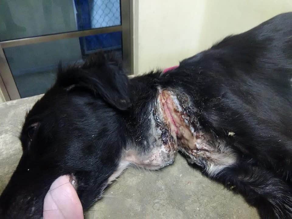 Denuncian maltrato animal en Cozumel