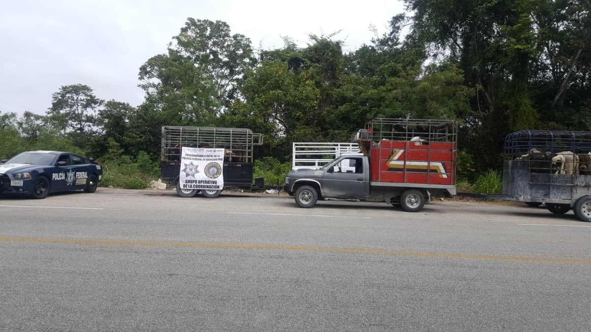 Aseguran 47 cabezas de ganado de procedencia ilícita