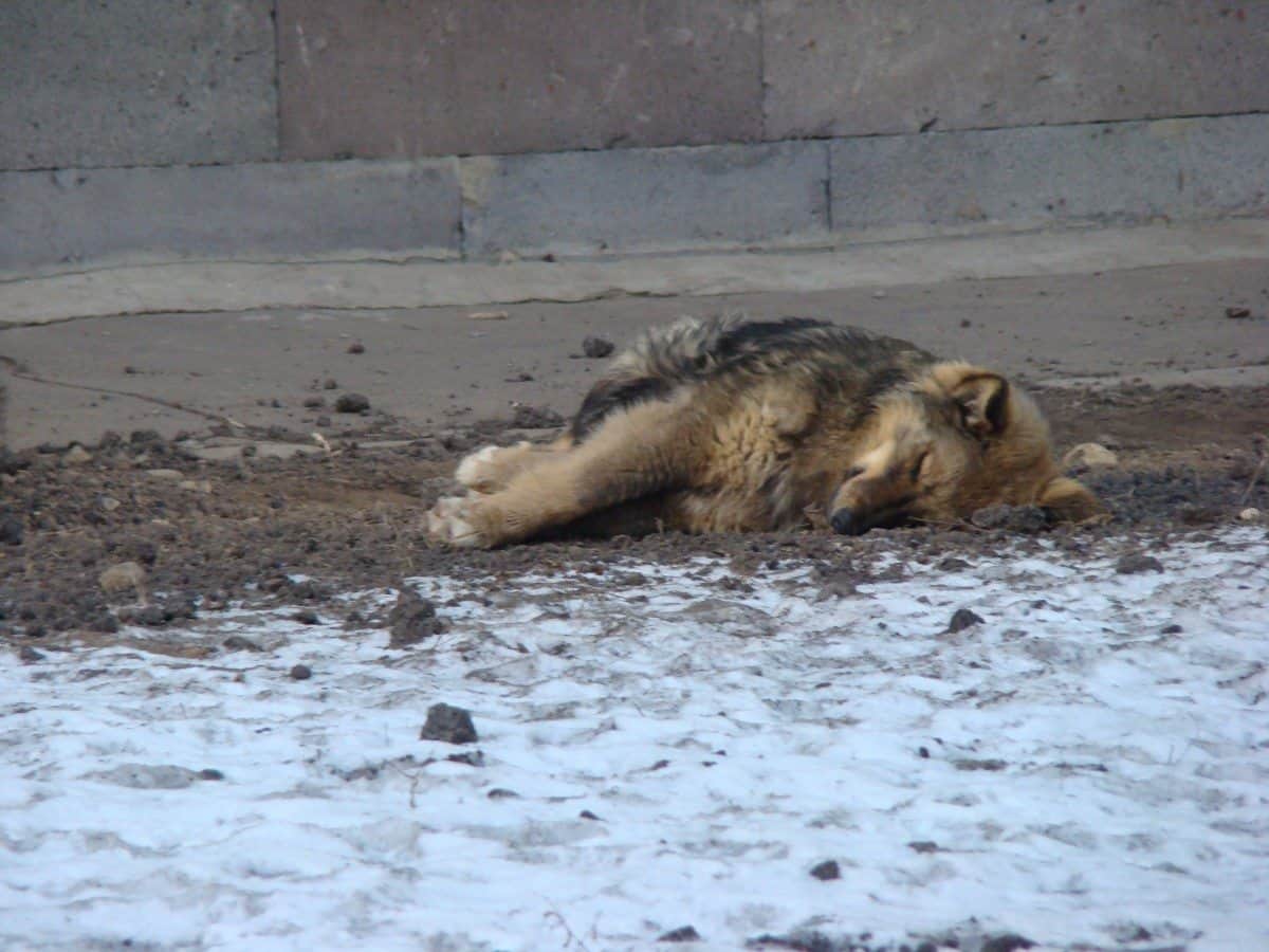 Rusos hacen matanza de perros por ser “mala imagen” para el Mundial 2018