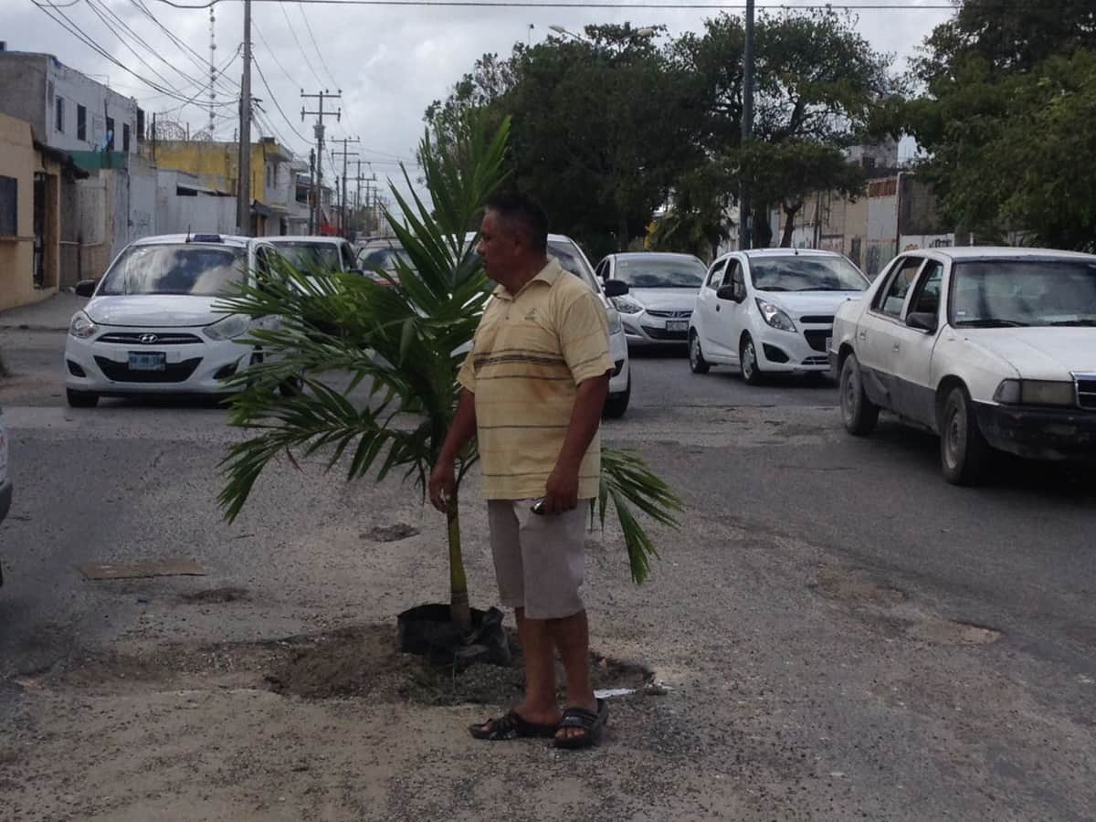 Plantan árboles en baches de Cancún