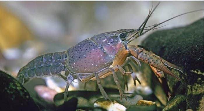 Esta especie de cangrejo  podría convertirse en una plaga