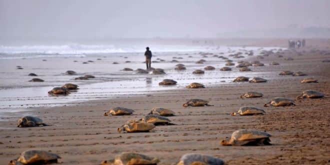 Playa del Carmen registra 614 nidos de tortugas marinas en esta temporada 2019