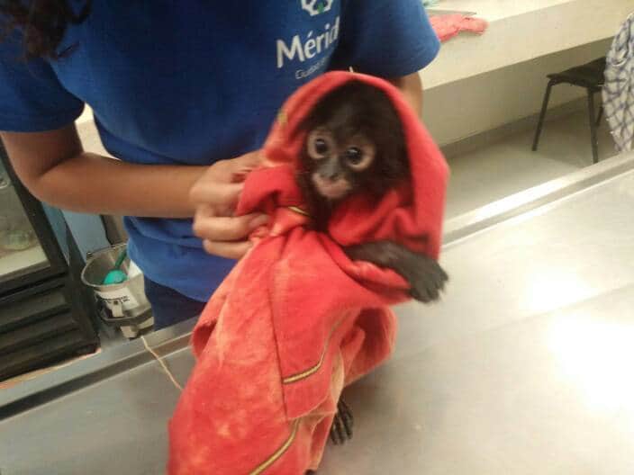 Rescatan a mono araña de restaurante en Mérida