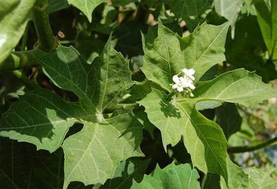 Guatemala promueve la chaya o "espinaca maya" para combatir desnutrición