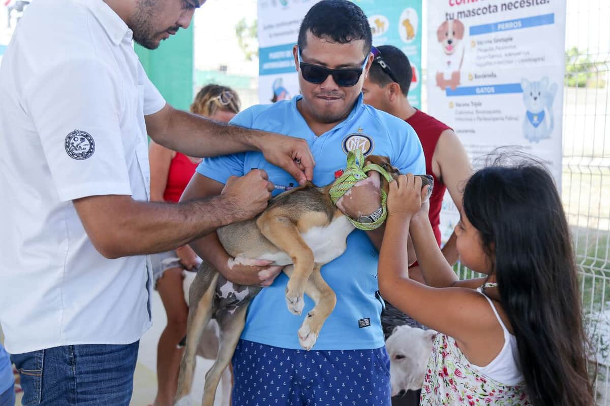 Refuerza gobierno de Solidaridad acciones para brindar salud a mascotas