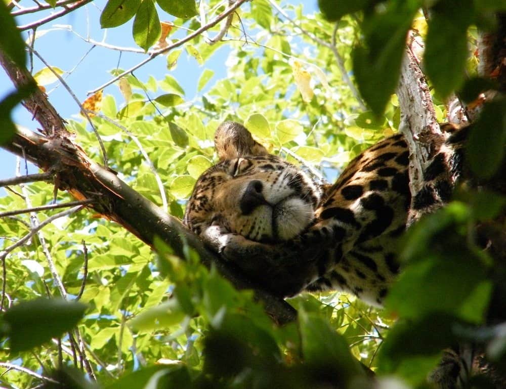 México presenta acciones para conservar al jaguar ante las Naciones Unidas