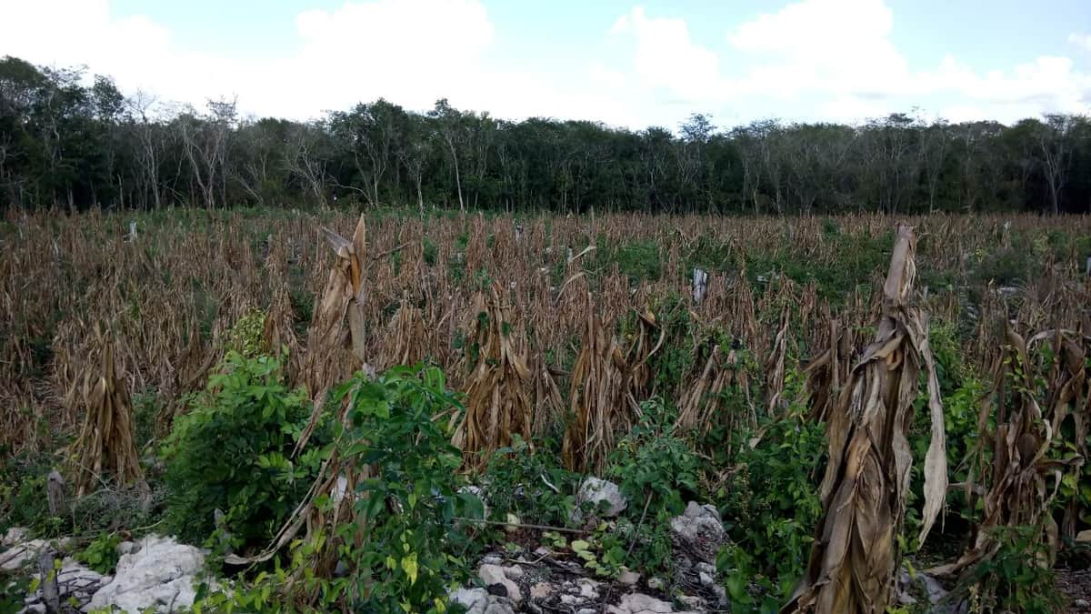 Caen en desuso, rituales para sembrar en la Zona Maya