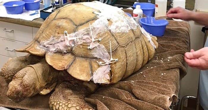 Tortuga se quiebra el caparazón tras caer de un muro