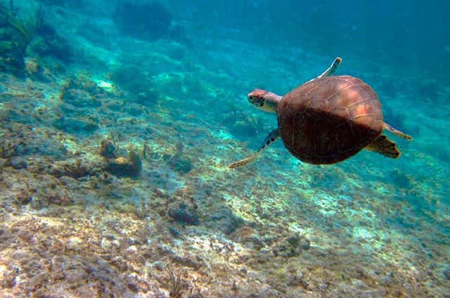 Más de 100 mil visitantes recibe al año el santuario tortuguero de Xcacel-Xcacelito