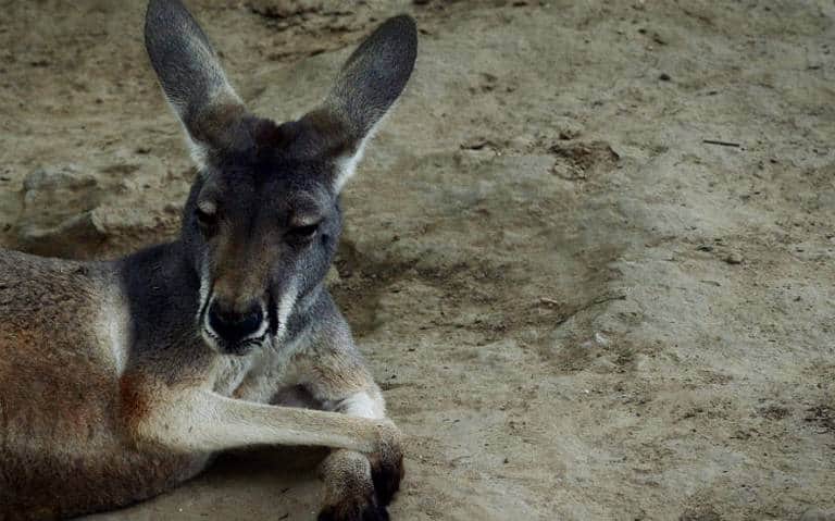 Visitantes de zoo matan a canguro a pedradas, querían que saltara