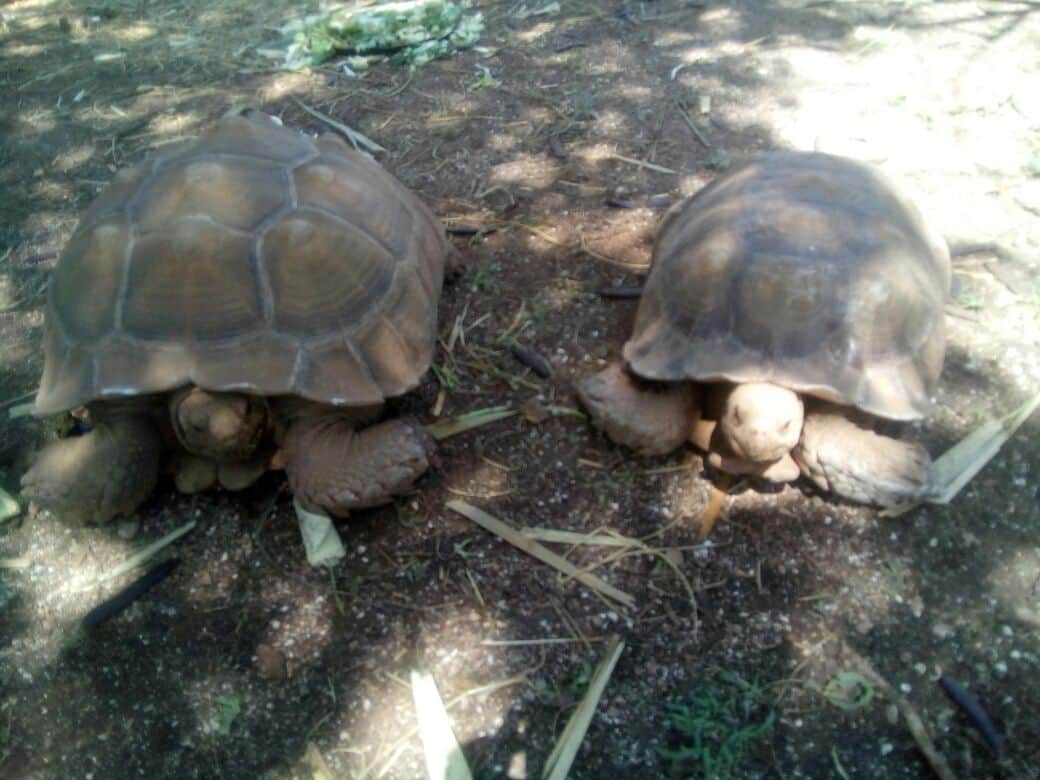 Llegan nuevas especies a Animaya