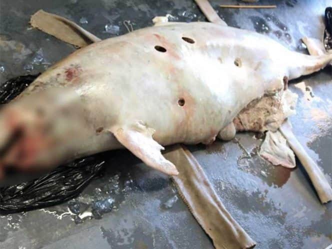 Muere primera vaquita marina del año, quedan menos de 30