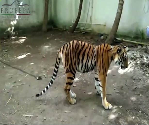 Aseguran tigre que se fugó en diciembre en Chetumal