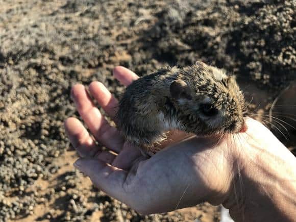 Hay esperanza de que la rata canguro no esté extinta