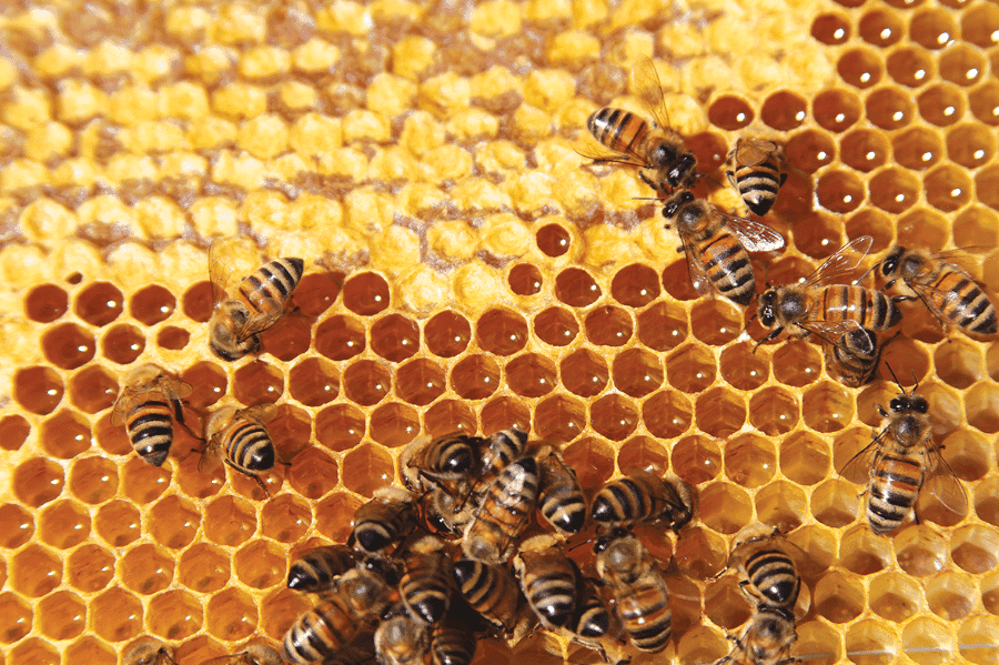 Por grandes motivos México conmemora el Día Mundial de las Abejas