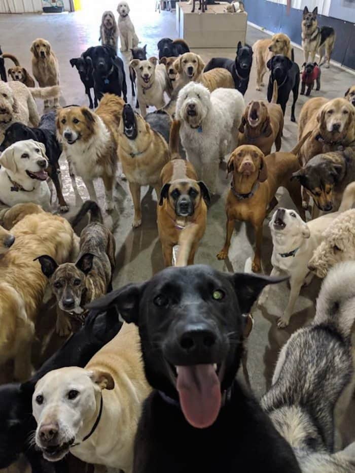 Perro se toma selfie con sus amigos y se vuelve viral