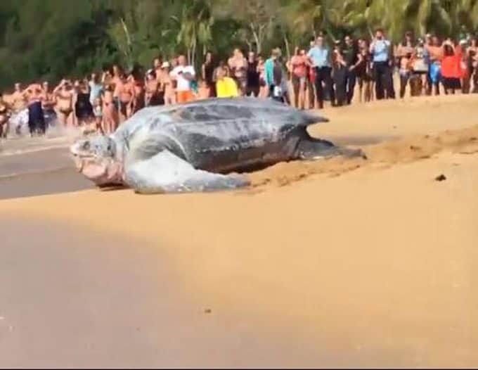 Tortuga Gigante es captada paseando por playas mexicanas