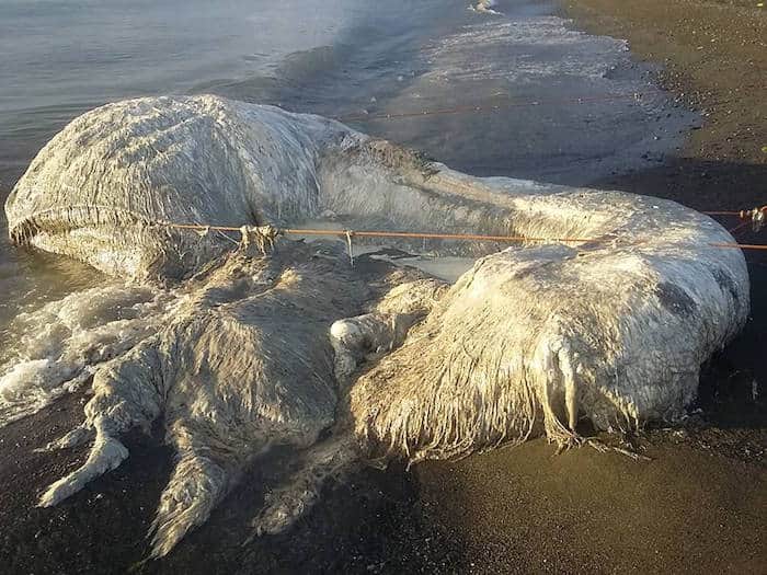 Criatura gigante aparece en la orilla de la playa, lugareños prevén catástrofe